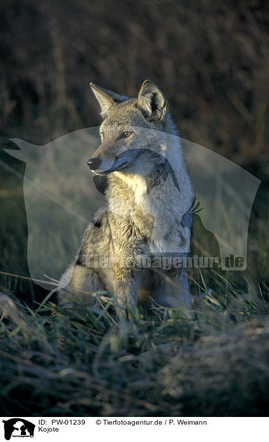 Kojote / PW-01239