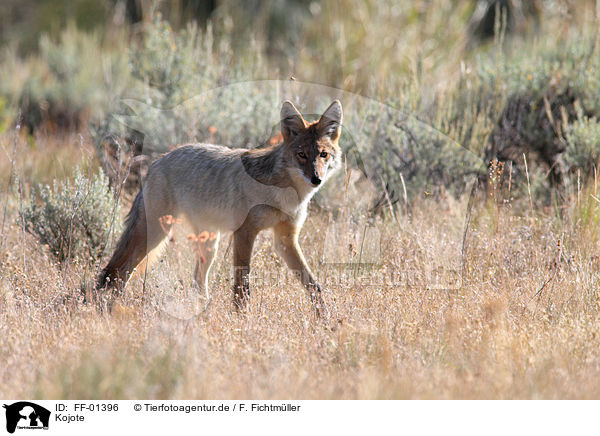 Kojote / coyote / FF-01396