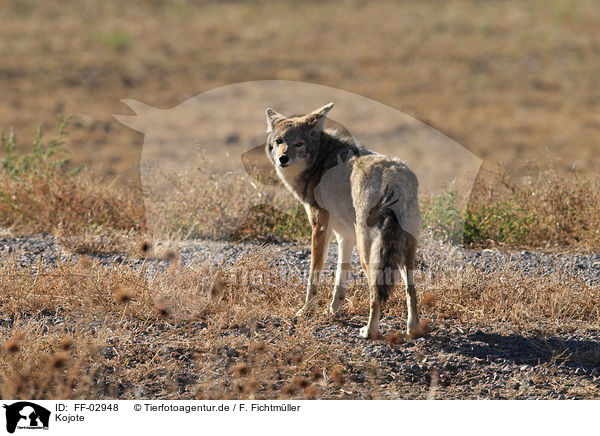 Kojote / coyote / FF-02948
