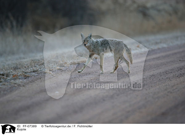 Kojote / FF-07389