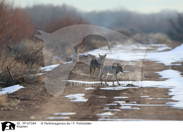 Kojoten / coyotes / FF-07394