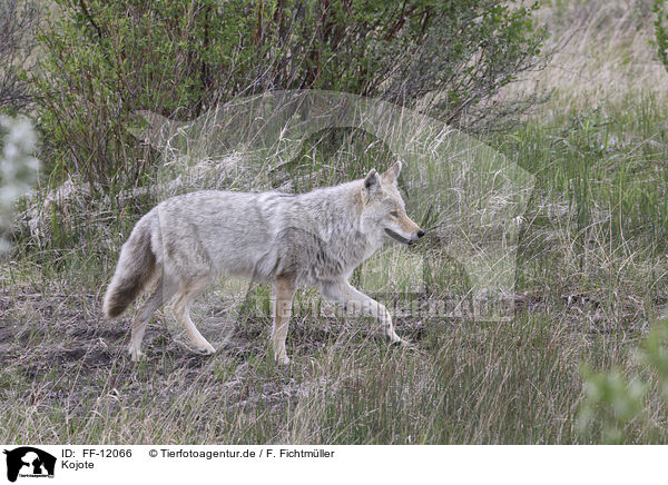 Kojote / FF-12066