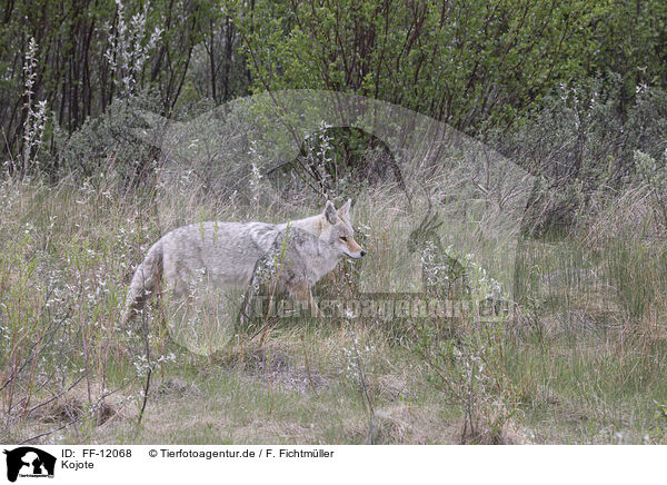 Kojote / FF-12068