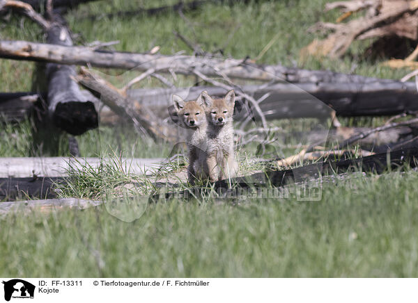 Kojote / coyote / FF-13311