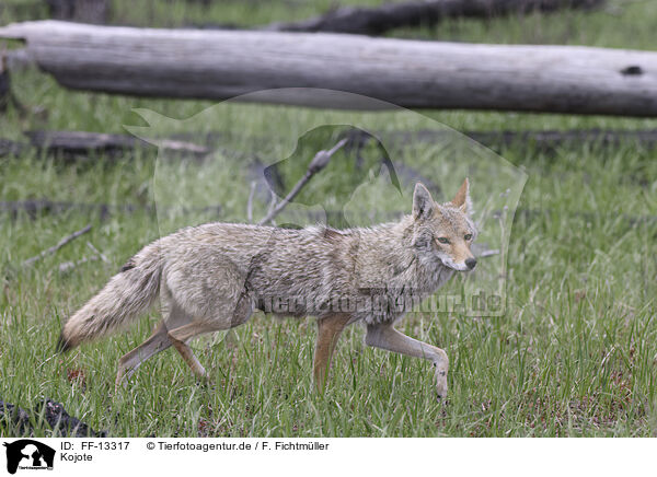 Kojote / FF-13317