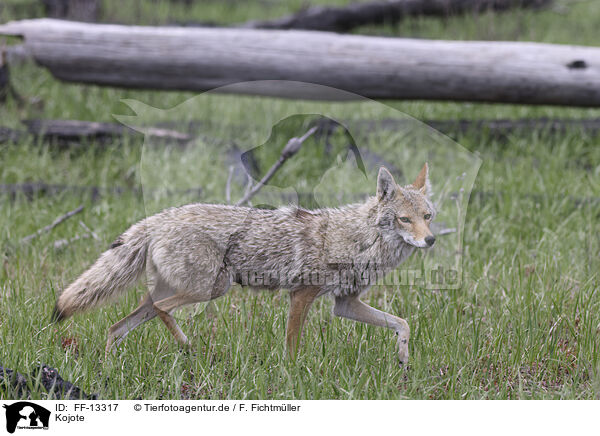 Kojote / coyote / FF-13317