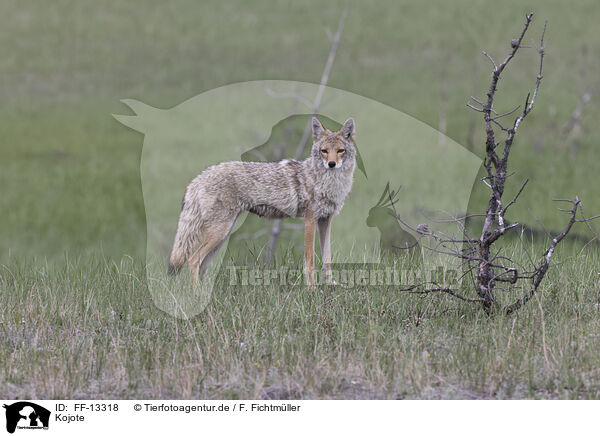 Kojote / FF-13318