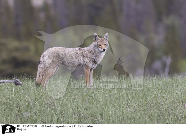 Kojote / FF-13319