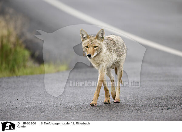 Kojote / coyote / JR-06266