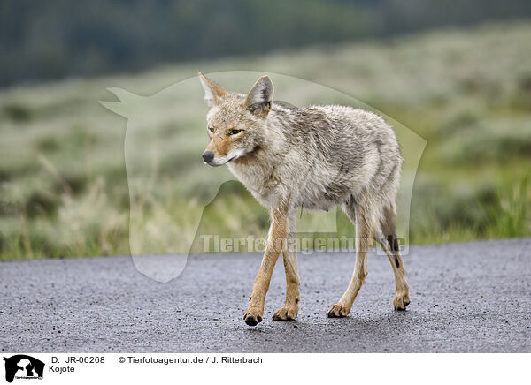 Kojote / coyote / JR-06268