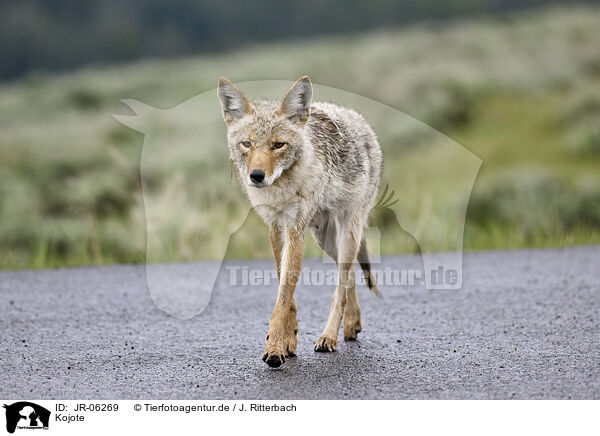 Kojote / coyote / JR-06269