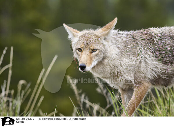 Kojote / coyote / JR-06272