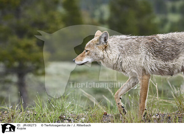 Kojote / coyote / JR-06273