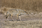 Kojote