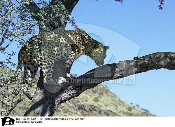 kletternder Leopard / climbing leopard / AW-01129