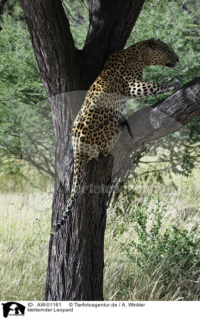 kletternder Leopard / climbing leopard / AW-01161