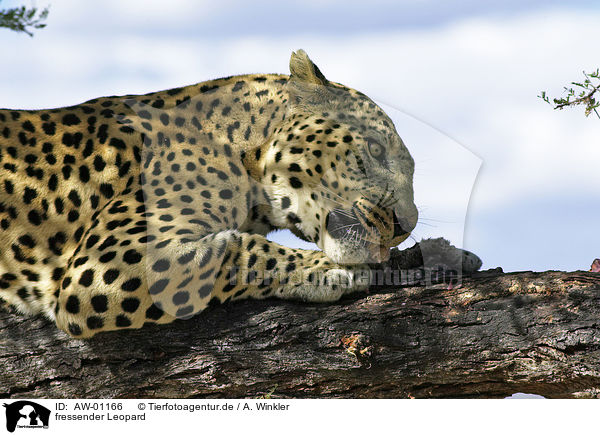 fressender Leopard / eating leopard / AW-01166