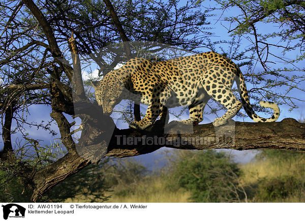 kletternder Leopard / climbing leopard / AW-01194