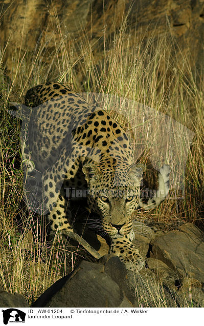 laufender Leopard / AW-01204