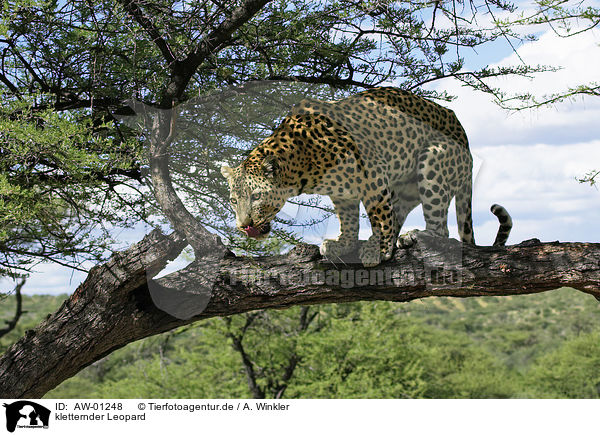 kletternder Leopard / AW-01248