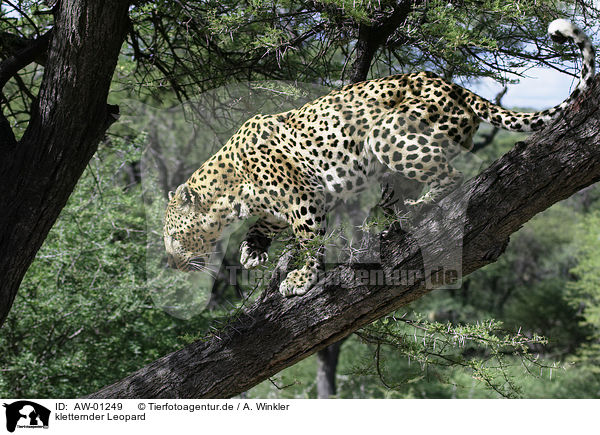 kletternder Leopard / climbing leopard / AW-01249