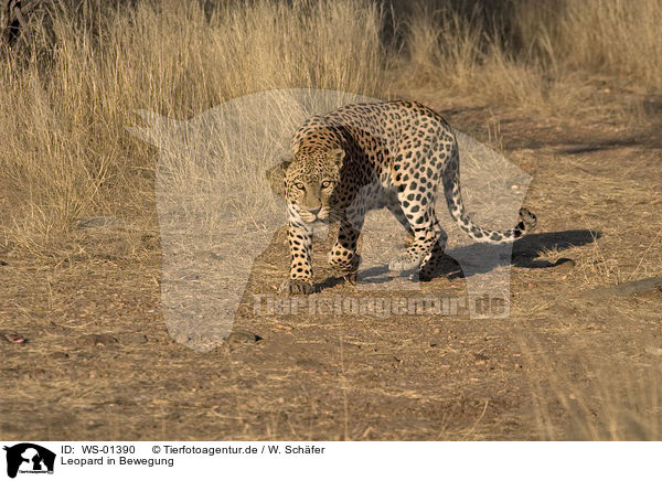 Leopard in Bewegung / WS-01390