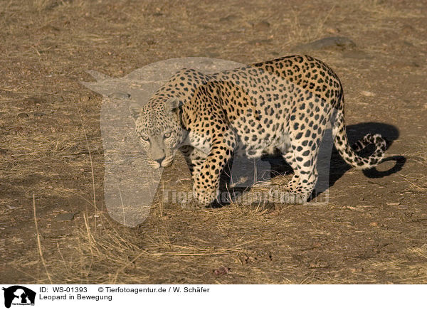 Leopard in Bewegung / leopard in action / WS-01393