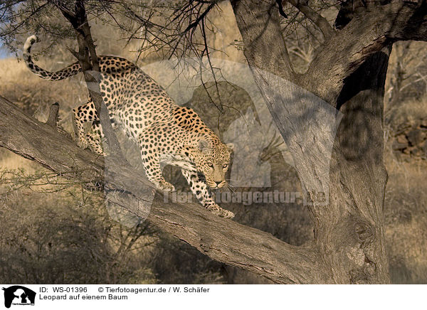 Leopard auf eienem Baum / leopard on a tree / WS-01396