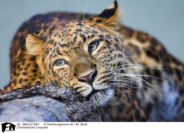 Chinesischer Leopard / MAZ-01083