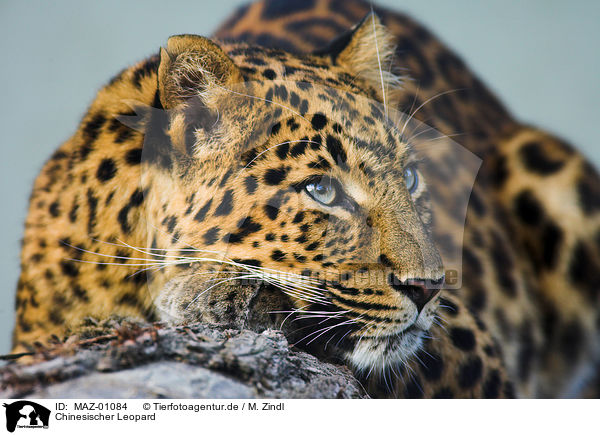 Chinesischer Leopard / chinese leopard / MAZ-01084