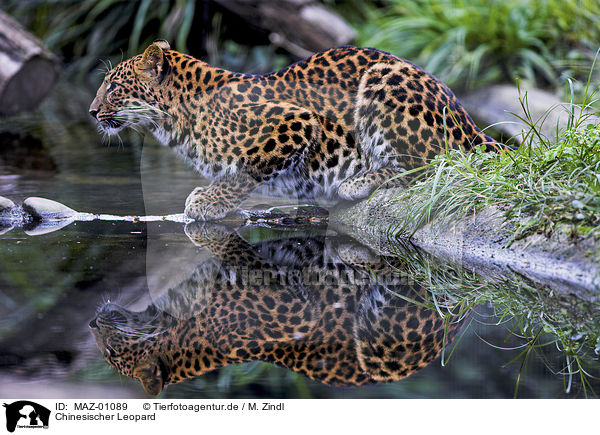 Chinesischer Leopard / MAZ-01089