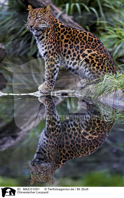 Chinesischer Leopard / chinese leopard / MAZ-01091