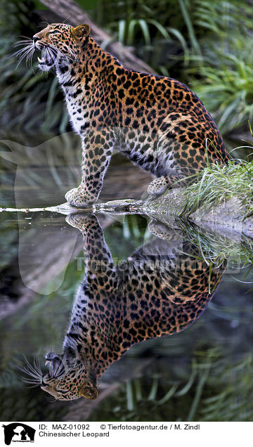 Chinesischer Leopard / chinese leopard / MAZ-01092