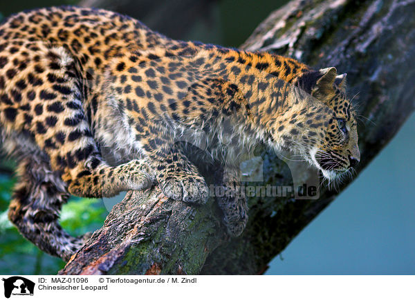Chinesischer Leopard / chinese leopard / MAZ-01096
