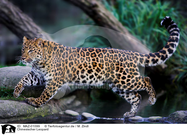 Chinesischer Leopard / chinese leopard / MAZ-01099