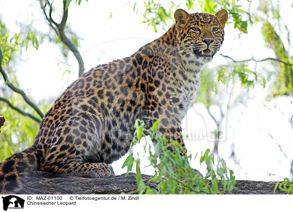 Chinesischer Leopard / chinese leopard / MAZ-01100