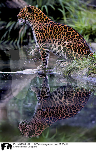 Chinesischer Leopard / MAZ-01102