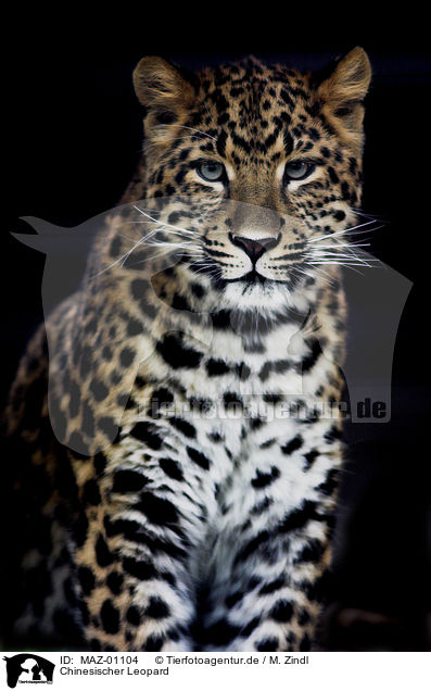 Chinesischer Leopard / MAZ-01104