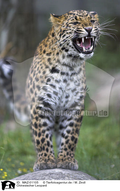 Chinesischer Leopard / chinese leopard / MAZ-01105
