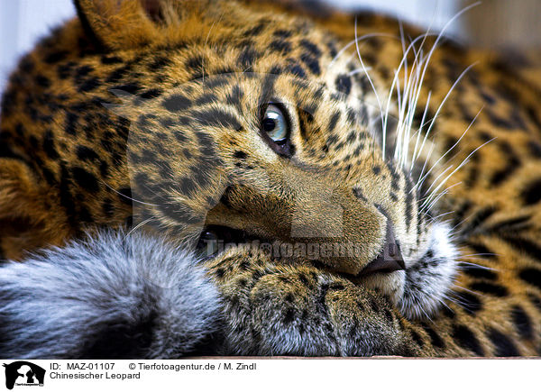 Chinesischer Leopard / chinese leopard / MAZ-01107