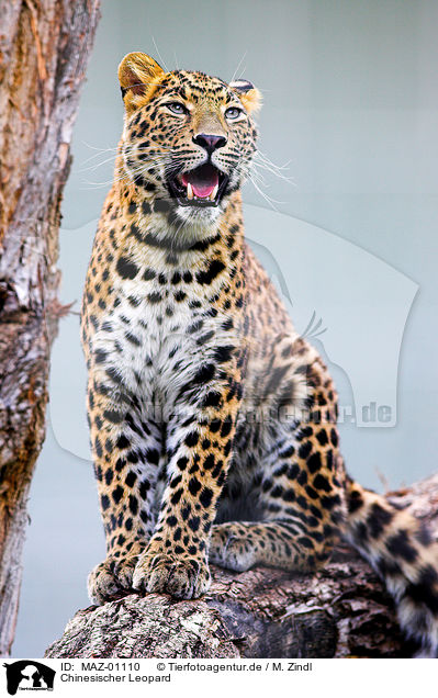 Chinesischer Leopard / chinese leopard / MAZ-01110