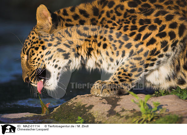 Chinesischer Leopard / chinese leopard / MAZ-01114