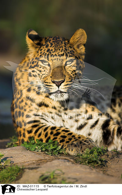 Chinesischer Leopard / chinese leopard / MAZ-01115