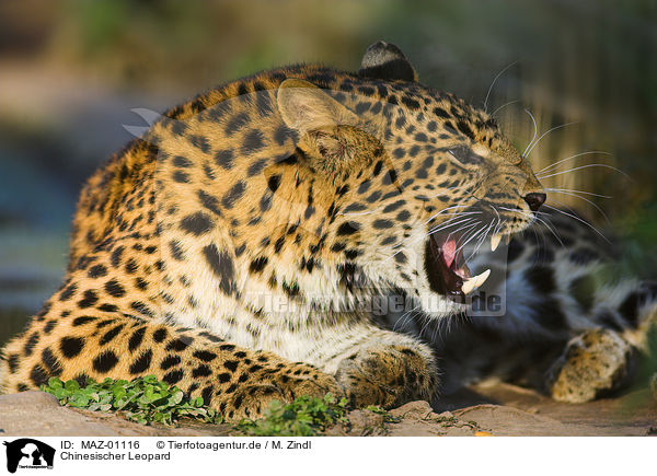 Chinesischer Leopard / chinese leopard / MAZ-01116