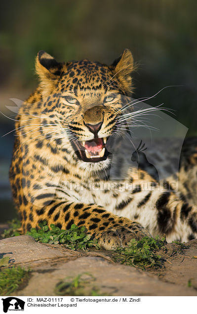 Chinesischer Leopard / chinese leopard / MAZ-01117