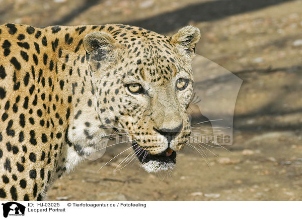 Leopard Portrait / Leopard Portrait / HJ-03025