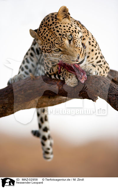 fressender Leopard / eating leopard / MAZ-02958