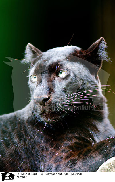 Panther / Panther / MAZ-03080