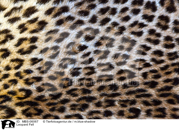 Leopard Fell / Leopard coat / MBS-06067