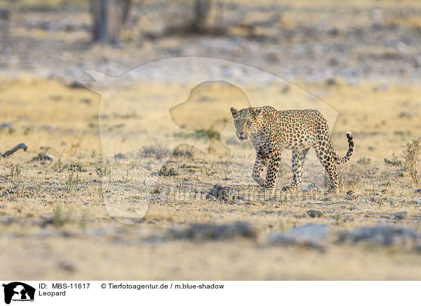 Leopard / Leopard / MBS-11617